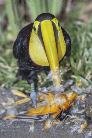 Chestnut-mandibled Toucan (Ramphastos swainsonii) feeding on a smaller bird, Sarapiqui, Costa Rica,