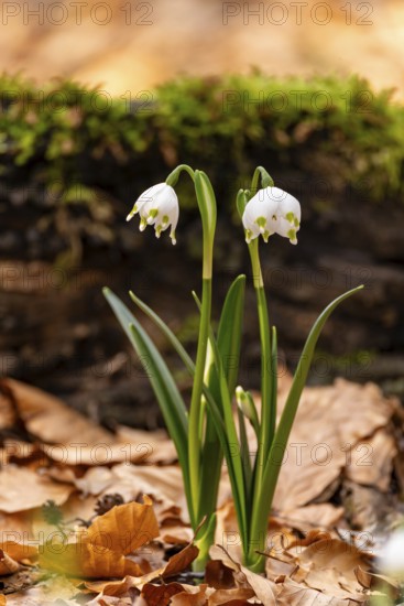 Close-up of spring knotweed (Leucojum vernum) in the forest, also known as marzenbecher, in