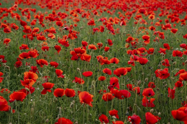 Full-frame photograph of a field of red-flowering poppies (Papaver rhoeas) in soft backlighting,
