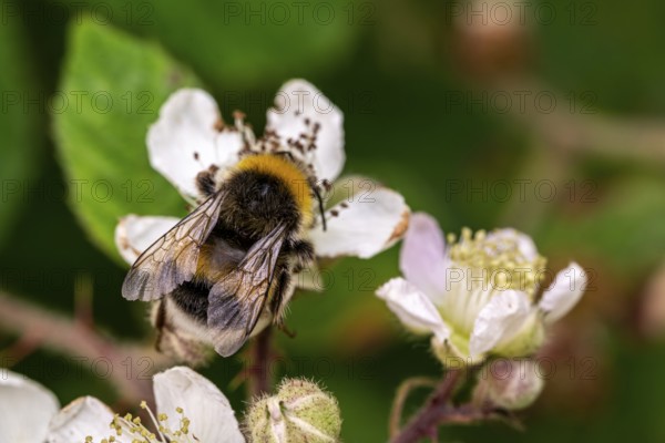 Close-up of a Large earth bumblebee (Bombus terrestris) on pink flowering Hemp agrimony (Eupatorium