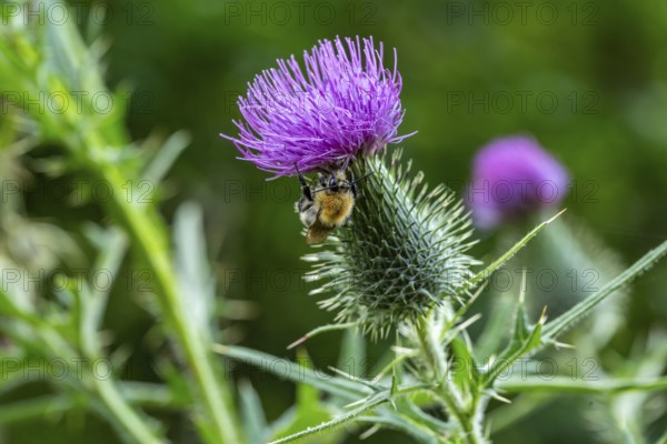 Field bumblebee (Bombus pascuorum) on a thistle (Cirsium), Germany