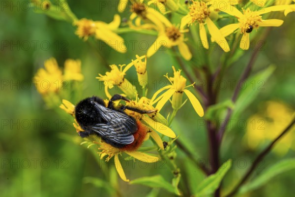 Close-up of a stone bumblebee (Bombus lapidarius) on yellow flowering ragwort (Jacobaea vulgaris),