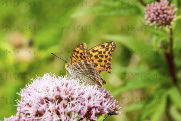 Close-up of an Emperor Cloak (Argynnis paphia) on pink flowering Hemp agrimony (Eupatorium