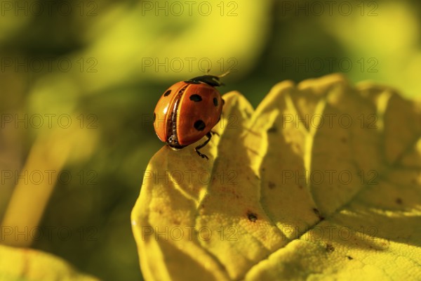 Close-up of a red ladybird (seven-spotted ladybird, Coccinella septempunctata) on an autumnal