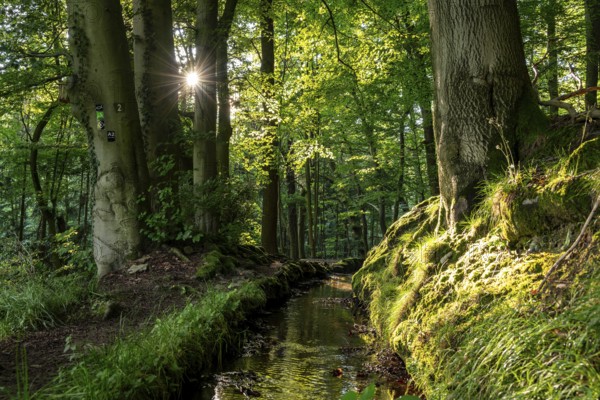 The sun shines on an idyllic hiking trail along the moat of the Schwalenberger Stadtwasser, lined
