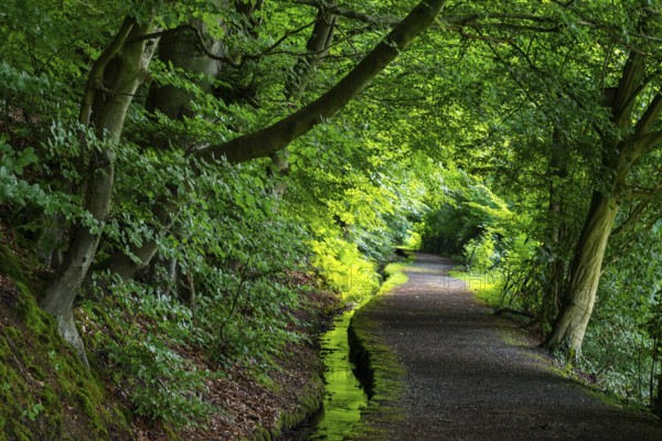 Idyllic hiking trail along the moat of the Schwalenberger Stadtwasser, lined with beech trees, Weg