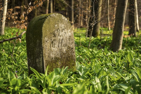 Moss-covered boundary stone surrounded by wild garlic in the forest on the Süntel, Lower Saxony,