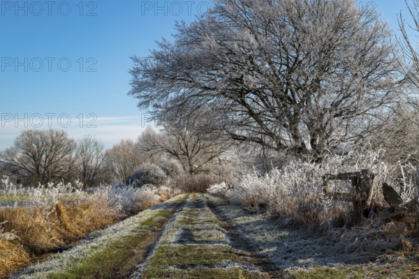 Field path through the Emmer meadows on a frosty winter morning, with icy trees and bushes at the