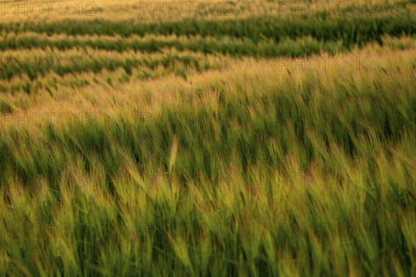 Full-format photograph of a barley field (Hordeum vulgare) in atmospheric evening backlight,