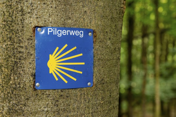 Sign with blue and yellow scallop shell and pilgrimage route lettering on a tree to mark the Way of