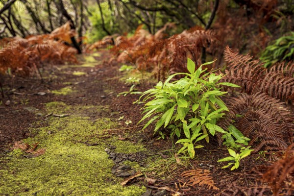 Moss-covered hiking trail along the Levada Velha do Rabaçal, lined with laurel trees, ferns and