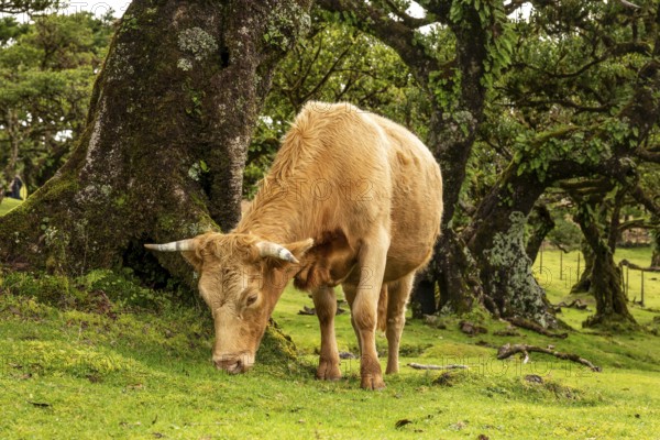 A grazing cow in front of pristine laurel trees in the magical, mystical laurel forest of Fanal,