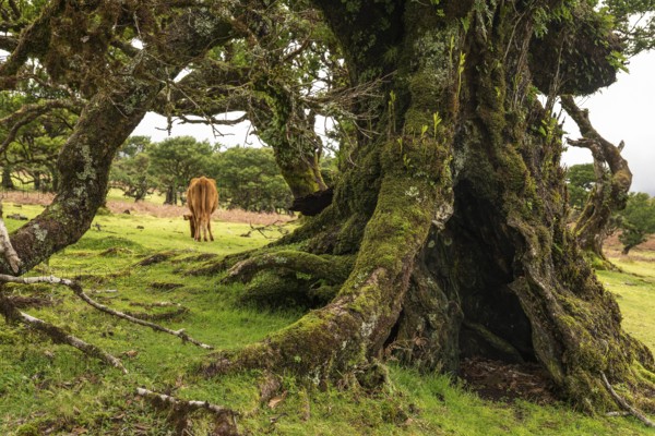 View of a grazing cow through the moss-covered branches of a primeval laurel tree in the fairytale,