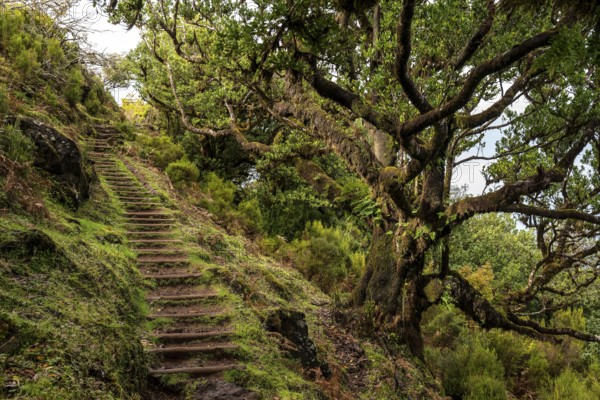 Moss-covered steps on a hiking trail in the mystical laurel forest of Fanal, lined with ancient