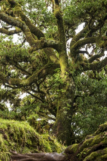 Ancient laurel tree with twisted branches overgrown with moss and ferns in the mystical laurel
