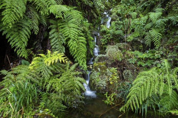 Cascades of a small waterfall in the secluded, mystical Folha Valley, lined with giant fern fronds