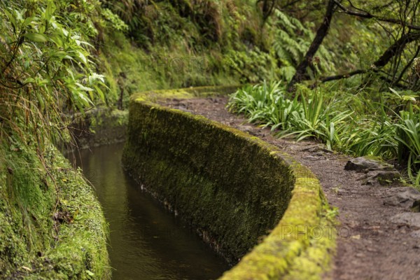 Caminho do Pináculo e Folhadal hiking trail along the moss-covered concrete Levada do Norte,
