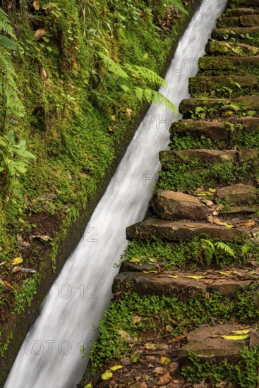 Moss-covered steps on a hiking trail along the Levada do Moinho, lined with primeval forest with
