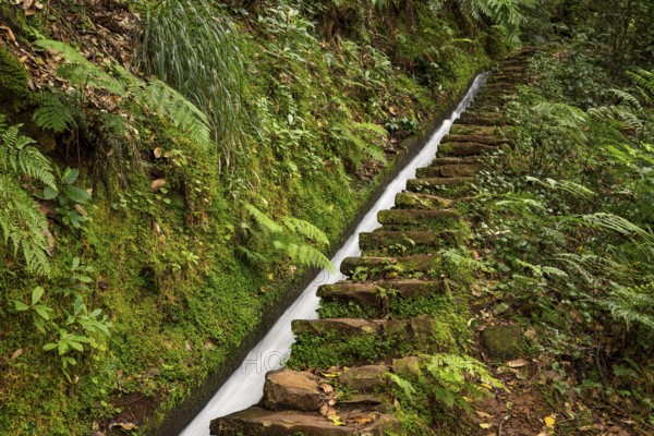 Moss-covered steps on a hiking trail along the Levada do Moinho, lined with primeval forest with