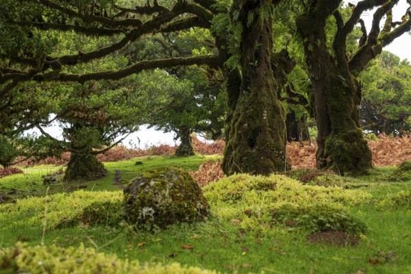 Bizarrely grown, primeval and ancient laurel trees in the fairytale, mystical laurel forest of