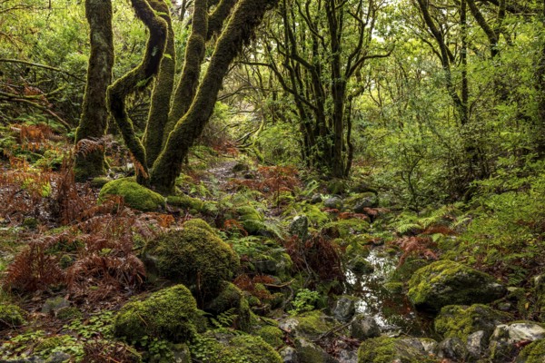Primeval forest with moss-covered stones and laurel trees, ferns and other tropical plants, Rabaçal