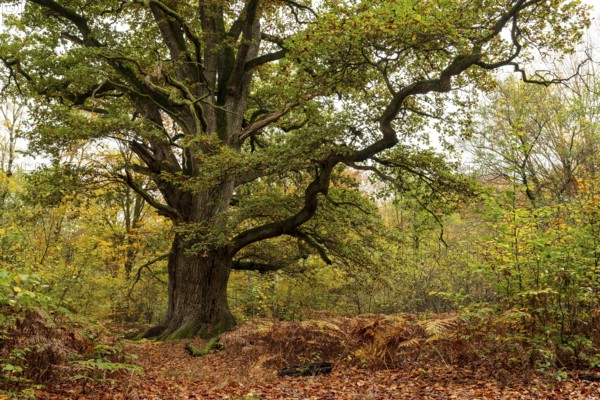 Trunk of the monumental black oak (Quercus robur) in an autumn scene in the Sababurg primeval