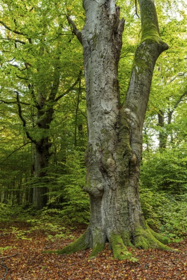 Trunk of a monumental copper beech (Fagus sylvatica) in a primeval forest, Reinhardswald nature
