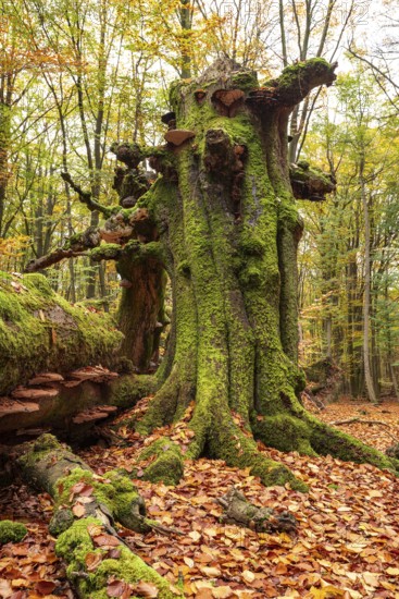 Autumnal forest scene with a trunk of an ancient, dead and bent tree covered with moss and tree