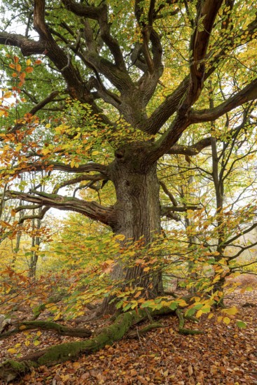 Trunk of a monumental English oak (Quercus robur) in an autumn scene in the Sababurg primeval