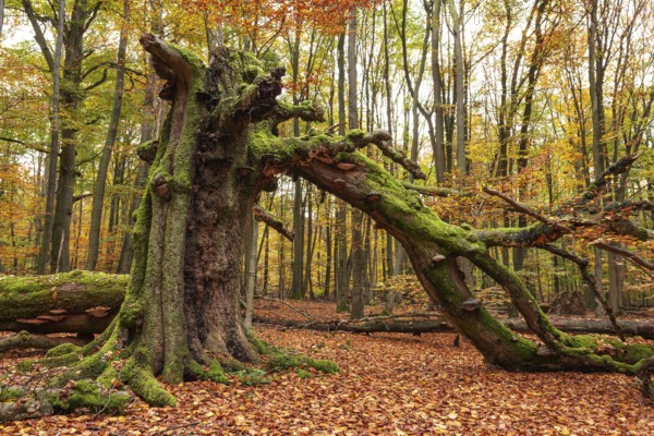 Autumnal forest scene with a trunk of an ancient, dead and bent tree covered with moss and tree