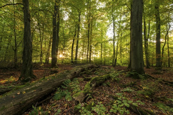 The morning sun shines into a primeval deciduous forest with moss-covered deadwood on the ground,