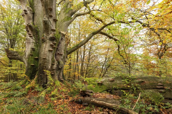 Dead beech (European beech, Fagus sylvatica) with countless tree fungi on the trunk, autumnal