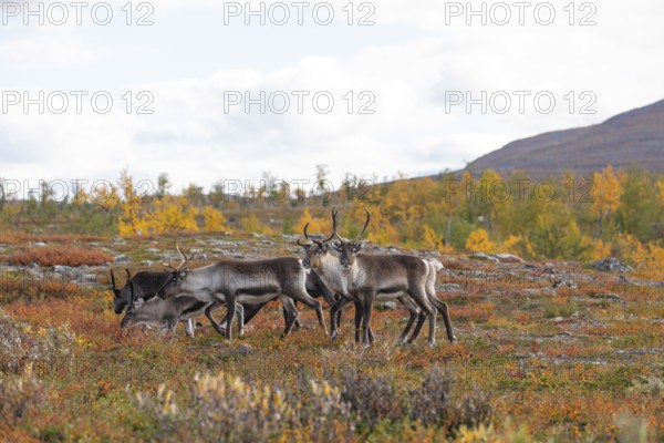 Reindeer herd at Abisko National Park in the colourful autumn of Lapland below Lapporten,