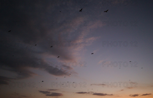 Flying foxes (Pteropodidae), Kalong Mangrove Island, Komodo National Park, Indonesia, Southeast