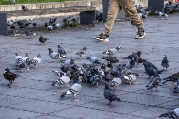 Pigeons, city pigeons, were fed with bread by humans, in the city centre of Essen, North