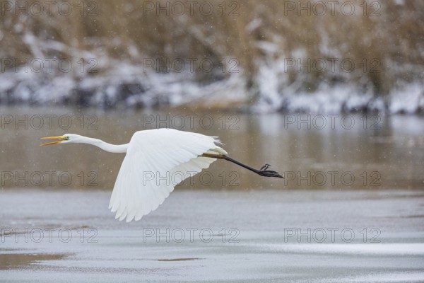 Great White Egret (Egretta alba) Germany