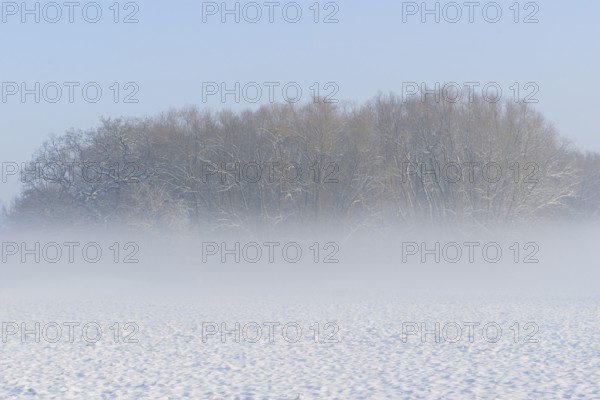 Winterlandschaft, Bodennebel steigt vor schneebedeckten Bäumen auf, blauer Himmel,