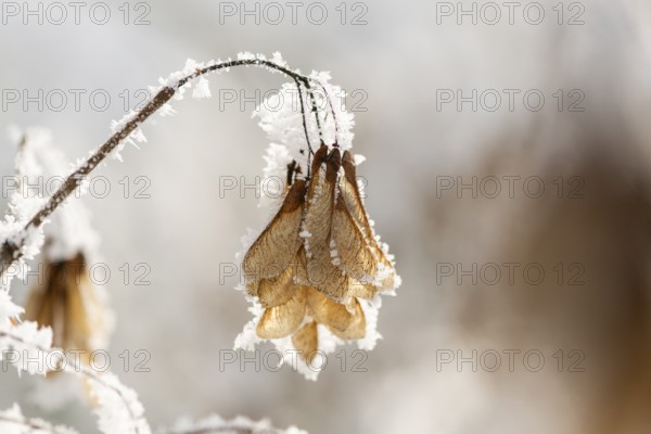 Ice crystals from roarfrost on Amur maple (Acer tataricum subsp. ginnala) seeds at sunshine in