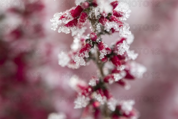 Ice crystals from roarfrost on a winter-flowering heather (Erica carnea) branch at sunshine in