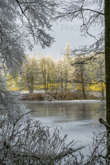 A frozen pont in a valley surrounded by a mixed forest with norway spruce (Picea abies) and