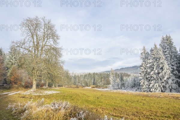 Meadow in a valley surrounded by a mixed forest with norway spruce (Picea abies) and European beech