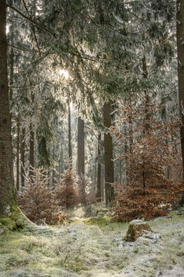 Mixed forest with norway spruce (Picea abies) and European beech (Fagus sylvatica) white from