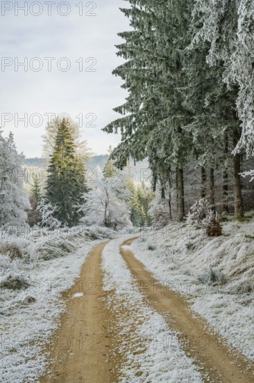 Forest road going through a beautiful landscape with forest, meadows and bushes, white from