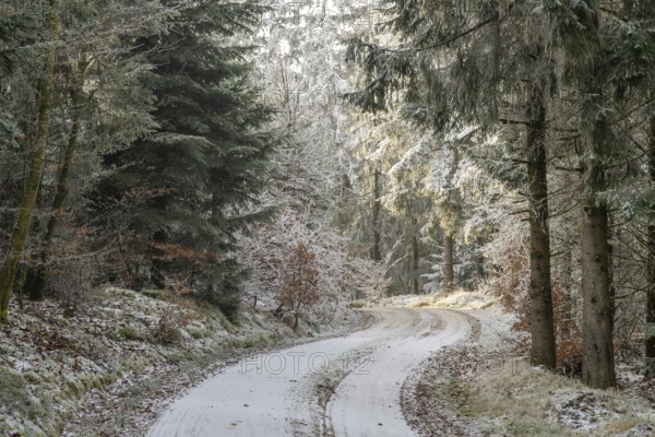 Forest road going through a mixed forest white from roarfrost on a sunny day in winter, Bavaria,