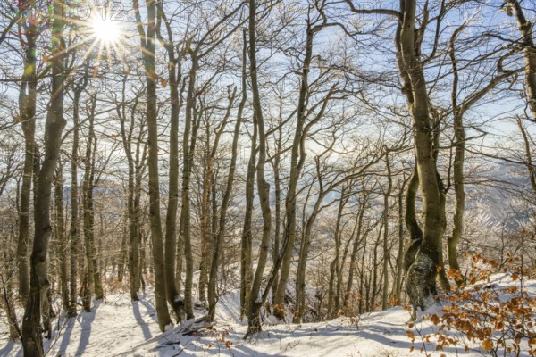 European beech (Fagus sylvatica) trees in a forest with hoarfrost on the branches in winter, Vápec,