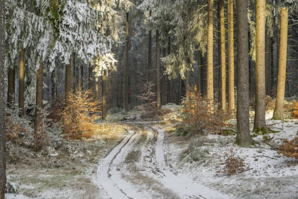 Forest road going through a mixed forest white from roarfrost on a sunny day in winter, Bavaria,