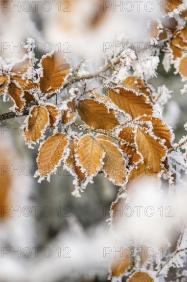 Ice crystals from roarfrost on a common beech (Fagus sylvatica) leaf at sunshine in winter,