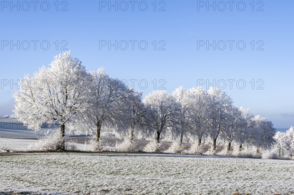 Silver lime trees (Tilia tomentosa) with hoarfrost on the branches standing on a meadow on a sunny