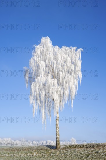 Silver birch (Betula pendula) standing on a meadow with hoarfrost on the branches in front of blue