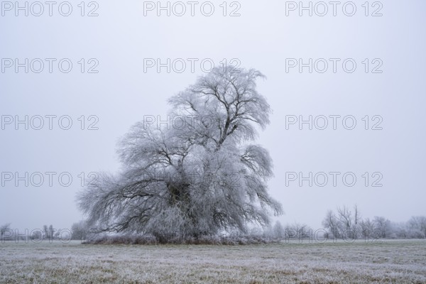 Eastern crack-willow (Salix euxina) standing on a meadow with hoarfrost on the branches in winter,